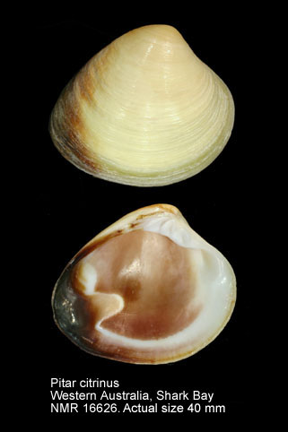 Pitar citrinus.jpg - Pitar citrinus(Lamarck,1818)